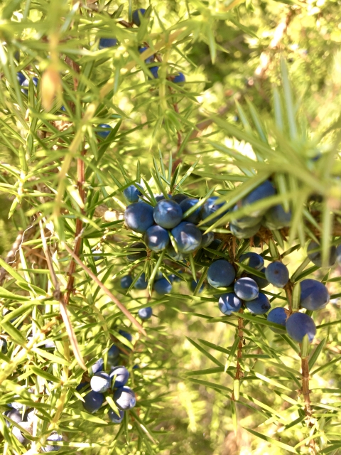 ジュニパーベリーJuniper Berry