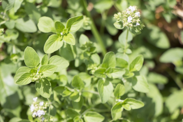 スイートマジョラム Sweet Marjoram